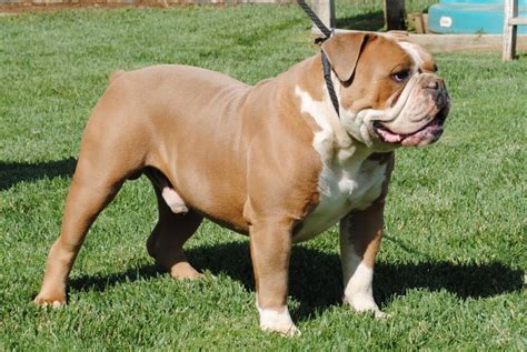 Official english bulldog colors include white english bulldogs, red, fawn (a light brown), and fallow (a blondish color) or any combination of these colors. Bulldog Dog Breed » Information, Pictures, & More