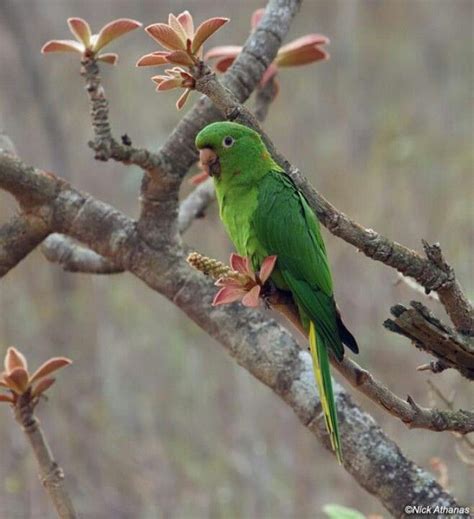 Pin By Lacey Williams On Beautiful Birds Parrot Parakeet Beautiful