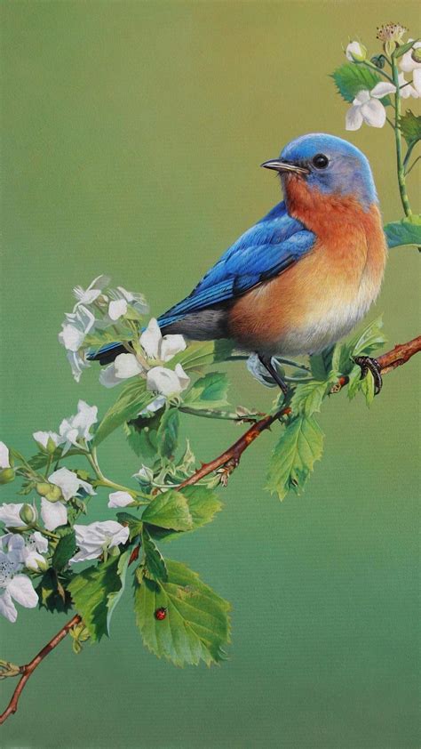 Blue Bird Wallpaper ·① Wallpapertag