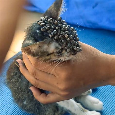 Blanket Of Ticks On Kittens Head Removed With Tweezers Poc