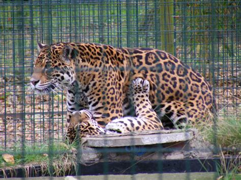 Jaguars At Amazona Zoo 15 September 2010 Zoochat