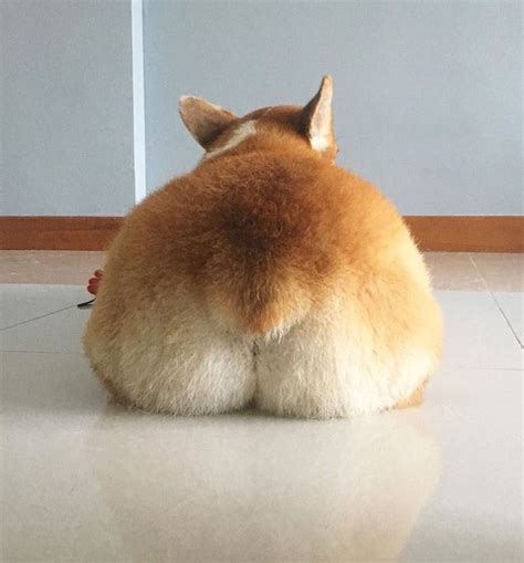 Worlds Greatest Gallery Of Corgi Butts