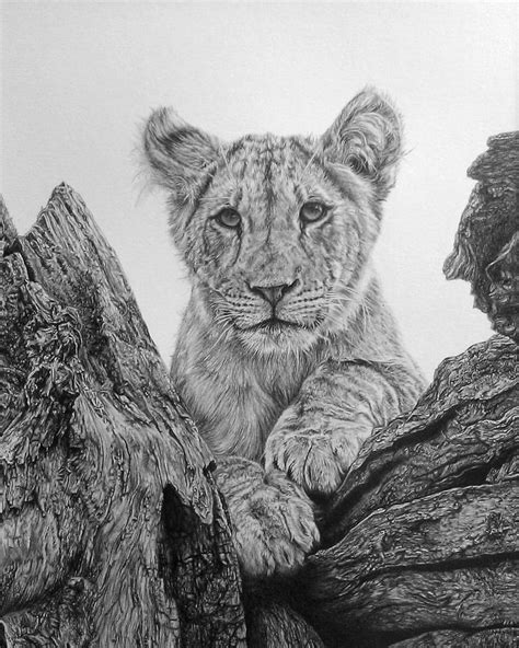 17 Best Images About Realism Animals On Pinterest Rhodes