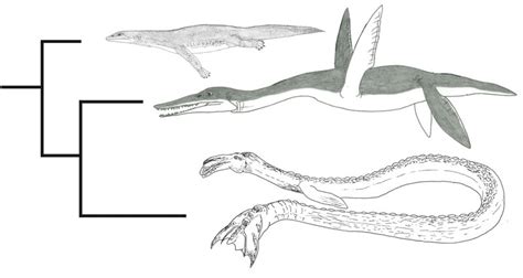 The Case Of The Cadborosaurus Carcass A Review — Tetrapod Zoology