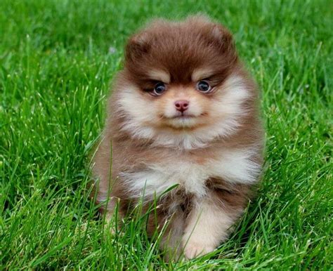 Chocolate Pomeranian Puppies For Sale Petsidi