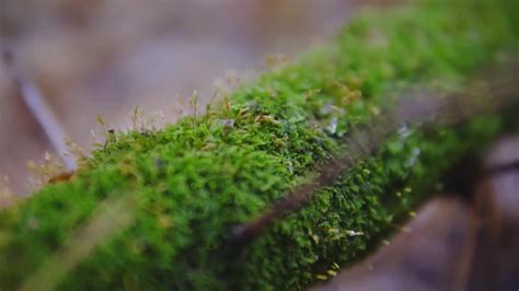 Moss On Tree Branch Stock Video Motion Array