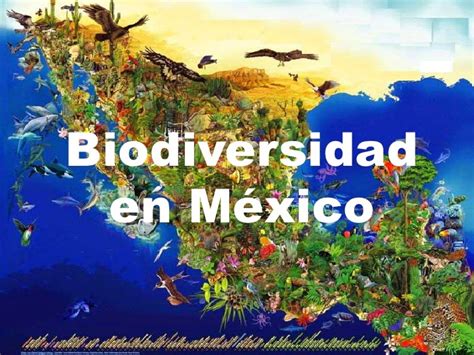 La Biodiversidad En MÉxico Y El Mundo Los Países Megadiversos