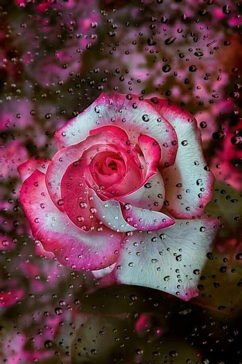 Pin By Galal Ahmad On Rosen Beautiful Flowers Bloom Where Youre