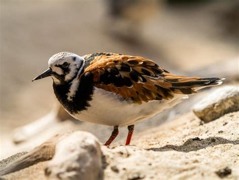 Pájaros En El Acuario De La Bahía De Monterey California Estados Unidos