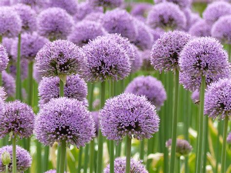 Purple Allium Flowers · Free Photo On Pixabay