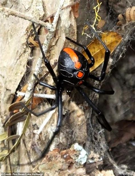 Deadly Relative Of The Deadly Black Widow Spider Is Discovered Nexus