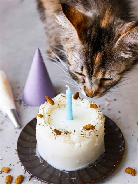 Cat Birthday Cake Yummy Recipe