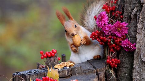Squirrel Is Standing On Tree Trunk Eating Nuts And Red Berries Hd