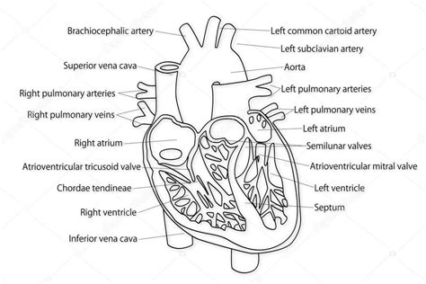 Estructura Del Corazón Humano Corazón Humano Estructura Del Corazon