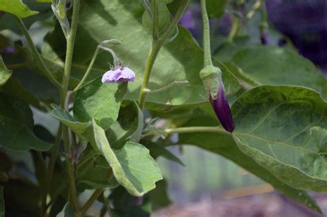 How To Successfully Grow Eggplant In Your Home Garden Gardening4joy