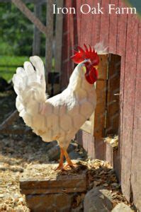 I will keep you posted on. What is a "No-Crow Collar"? | Community Chickens