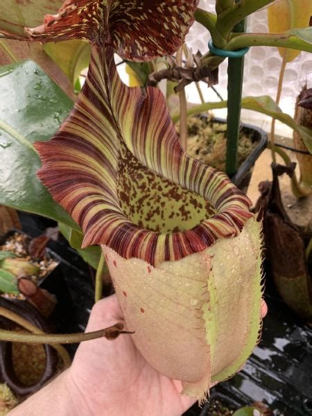 Nepenthes Veitchii X Burbidgeae Toms Carnivores