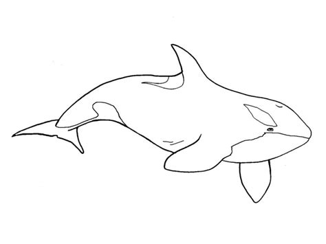 Free Orca Clipart Black And White Download Free Orca Clipart Black And