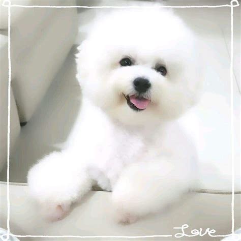 We did not find results for: Snowy from Singapore | Bichon dog, Bichon frise dogs, Bichon