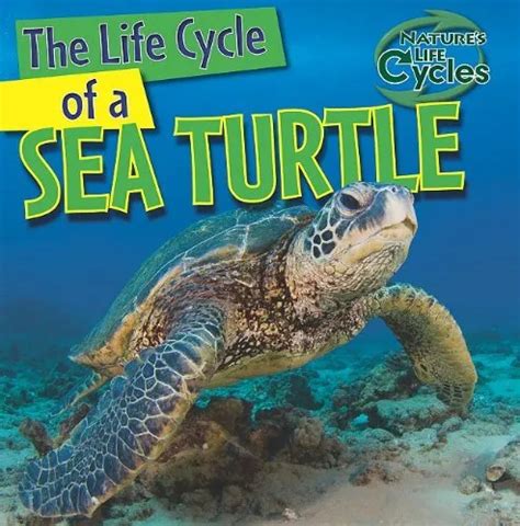 THE LIFE CYCLE Of A Sea Turtle Library Binding Anna Kingston 4 81