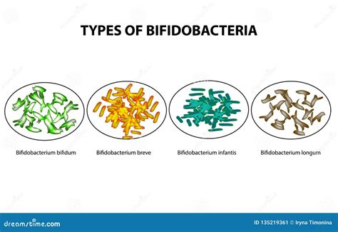 Types Of Bifidobacteria Bifidumbacterium Probiotics Good Intestinal