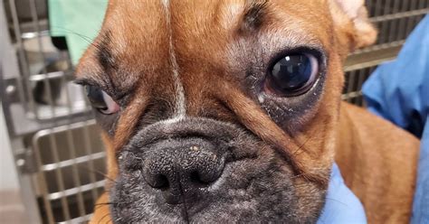 Four to five portions of fruits and vegetables a day. Group asked to return 15 French bulldogs rescued from O ...
