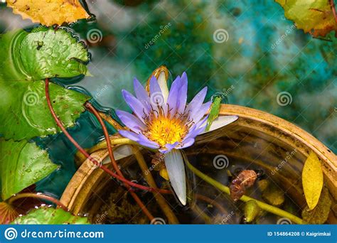 Flower Of Water Lily Gently Purple In Artificial Pond ...