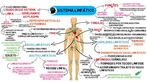 Mapa Mental Sistema Linfatico Ppt Powerpoint Porn Sex Picture