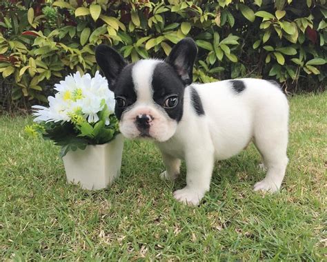 All About The Playful Frenchie Frenchbulldogs0fig