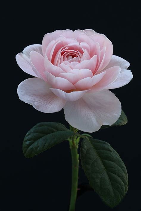 Pink English Rose By Alyson Fennell Beautiful Rose Flowers Exotic