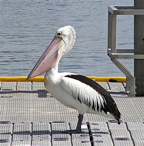 003 Australian Pelican Pelecanus Conspicillatus Jen 64 Flickr