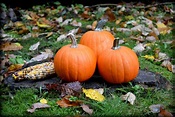 Autumn Pumpkins Free Stock Photo - Public Domain Pictures