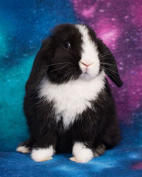 Bunny Rabbits Bailey Bunny Farm United States