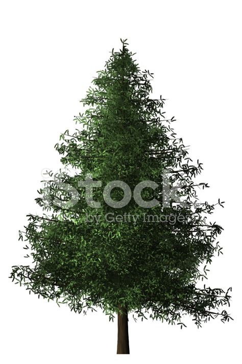 Spruce Tree Stock Photo Royalty Free Freeimages