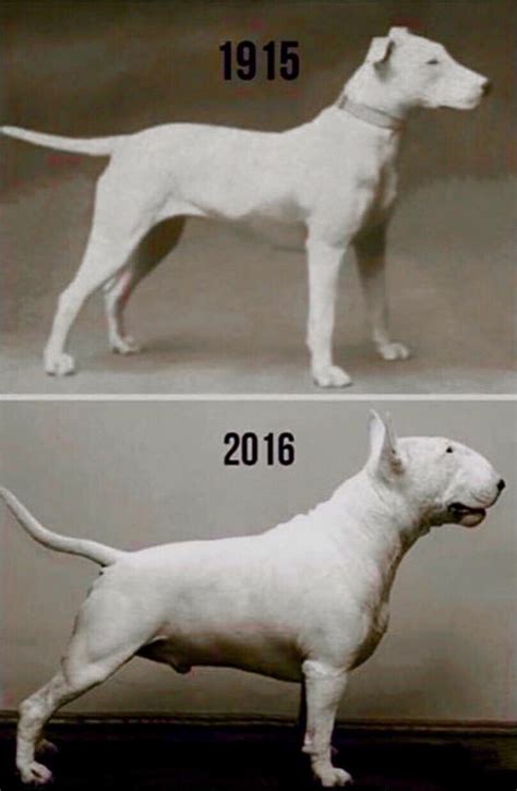 The Evolution Of The English Bull Terrier English Bull Terriers Bull