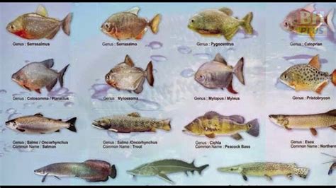 Jenis Jenis Ikan Sungai Di Indonesia 11 Jenis Ikan Ai