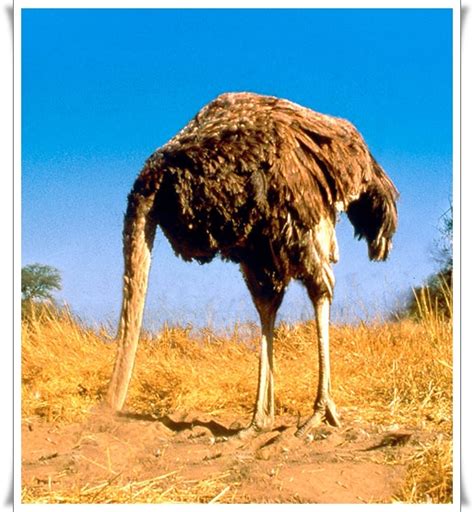 Clipart Ostrich Head In Sand Tutor