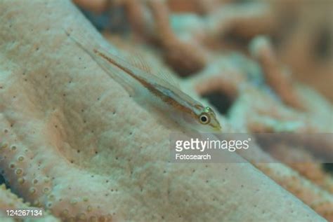 Whip Coral Goby Sitting On Stem Of Gorgonian Coral Sea Fan Red Sea