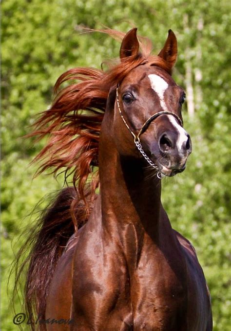 Portrait of chestnut arabian horse in motion. Gorgeous red chestnut Arabian horse. in 2020 | Beautiful ...