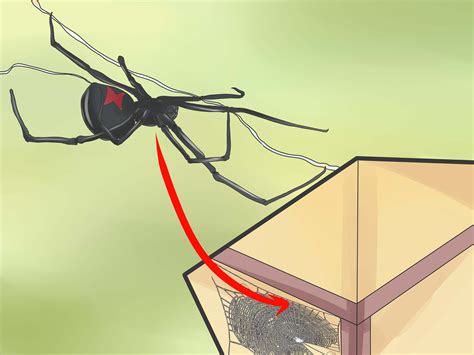 This is because less harmful species like mouse. 3 Ways to Identify a Black Widow Spider - wikiHow