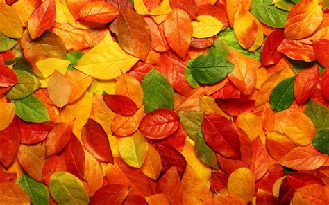 Green Orange And Red Ovate Leaves Hd Wallpaper Wallpaper Flare