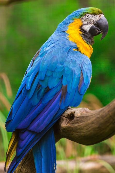 Blue And Yellow Macaw Free Stock Photo Macaw Best Pet Birds