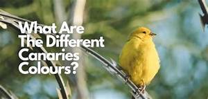 Canaries Colors Facts And History Explained Everything Birds And