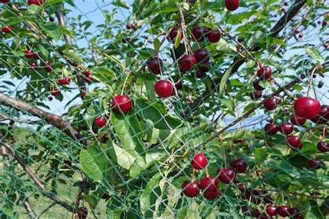 Maybe you would like to learn more about one of these? How to Grow and Care for Fruiting Cherry Trees | Gardener ...