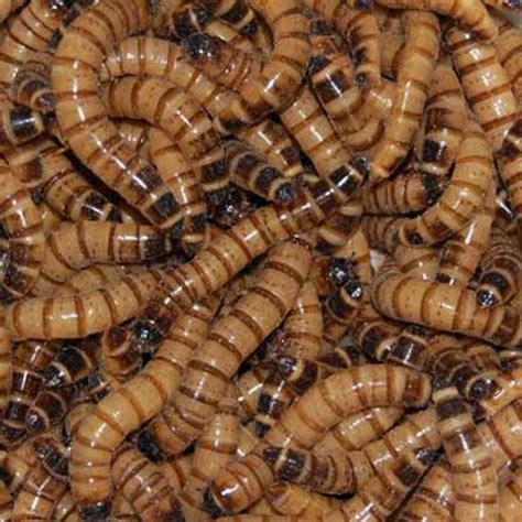 Raising Superworms How Do They Transform To Beetles HubPages