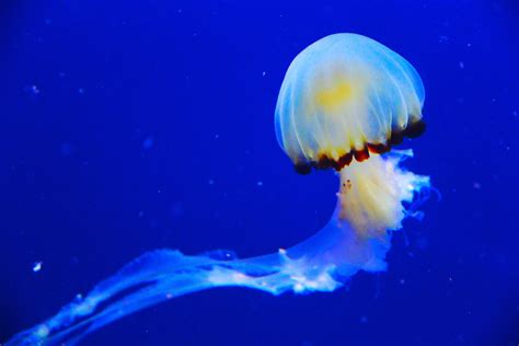 Free Images Ocean Jellyfish Blue Fish Invertebrate