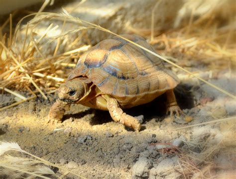 Egyptian Tortoise Care And Ultimate Guide By Our Experts