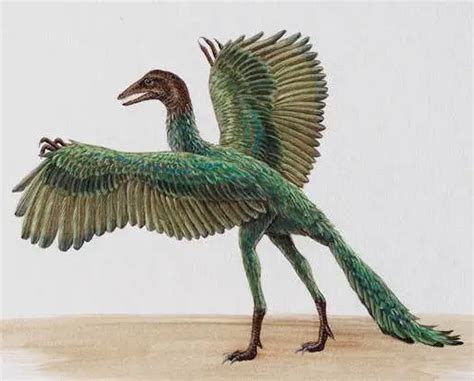 Archaeopteryx Archaeopteryx Lithographica Dinosaurs