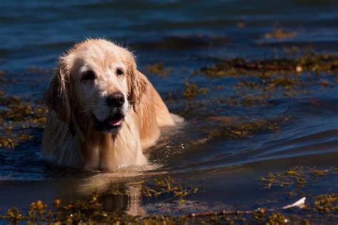Retrieving Golden Retriever In Water Rob Kleine Flickr