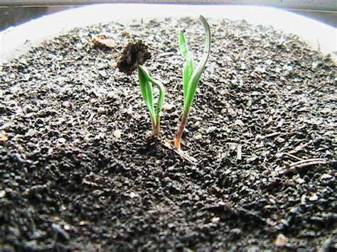 Sprouting Seeds and More Planted - Eric's Organic Gardening Blog